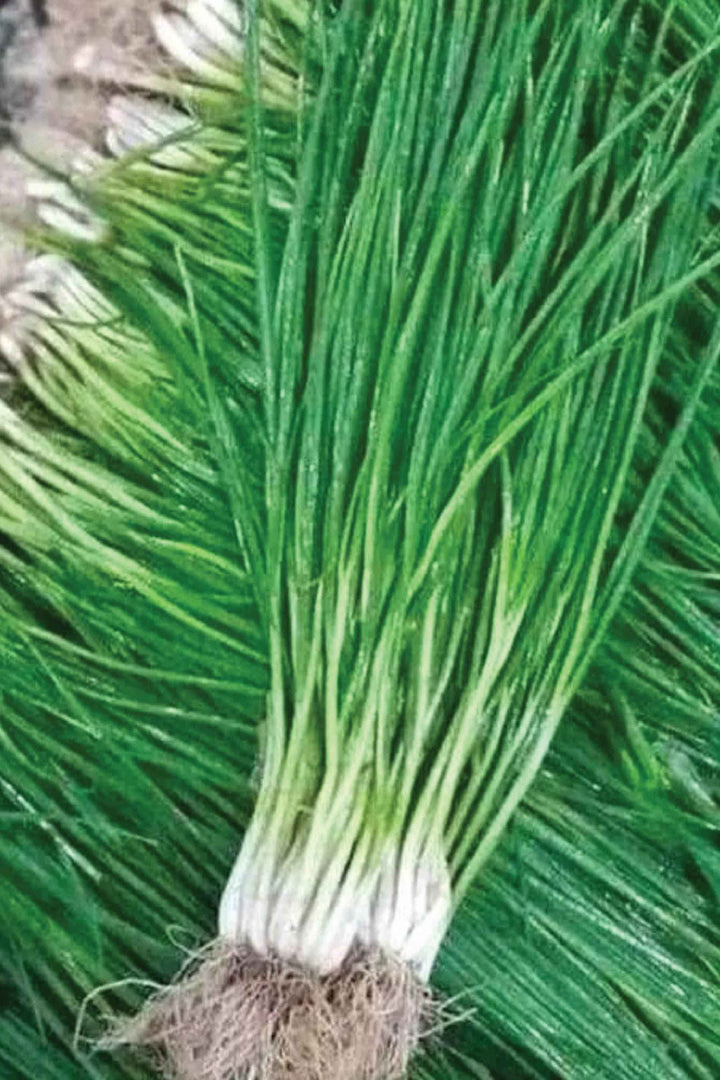 ORGANIC CHIVES SEEDLING <br> شتلات الثوم المعمر العضوية