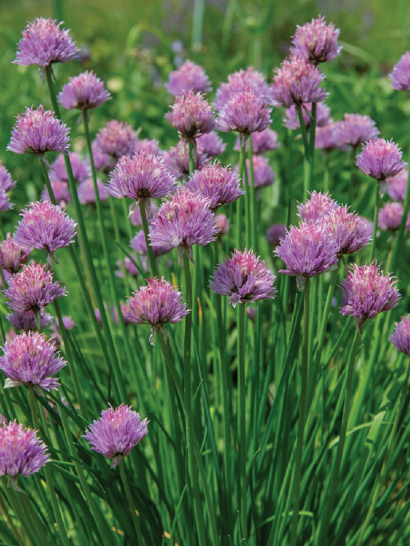 ORGANIC CHIVES SEEDLING <br> شتلات الثوم المعمر العضوية