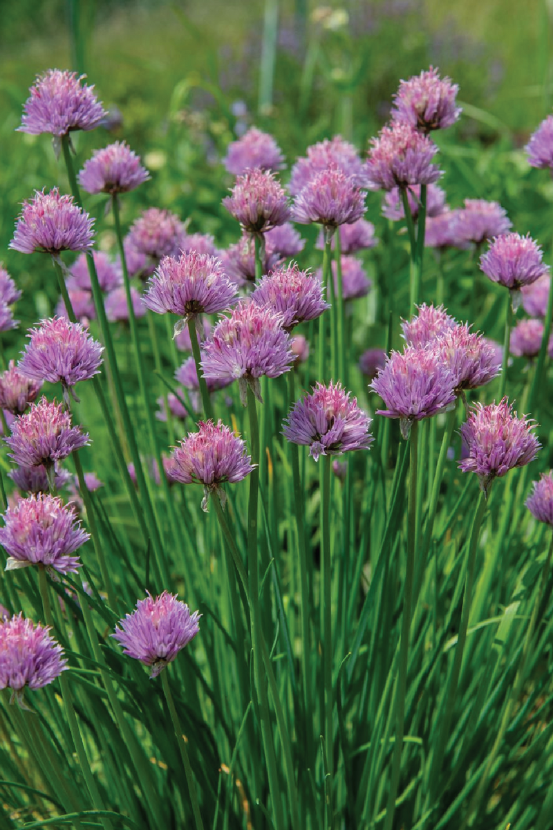 CHIVES SEEDS