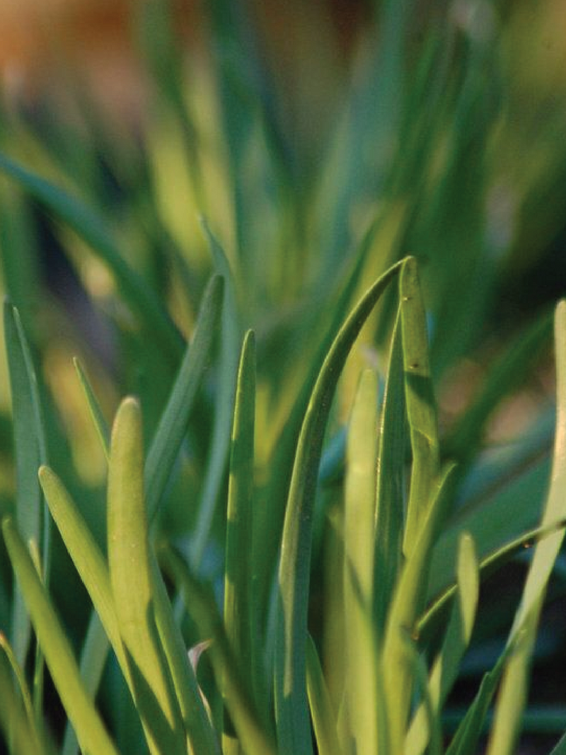 ORGANIC CHIVES SEEDLING <br> شتلات الثوم المعمر العضوية