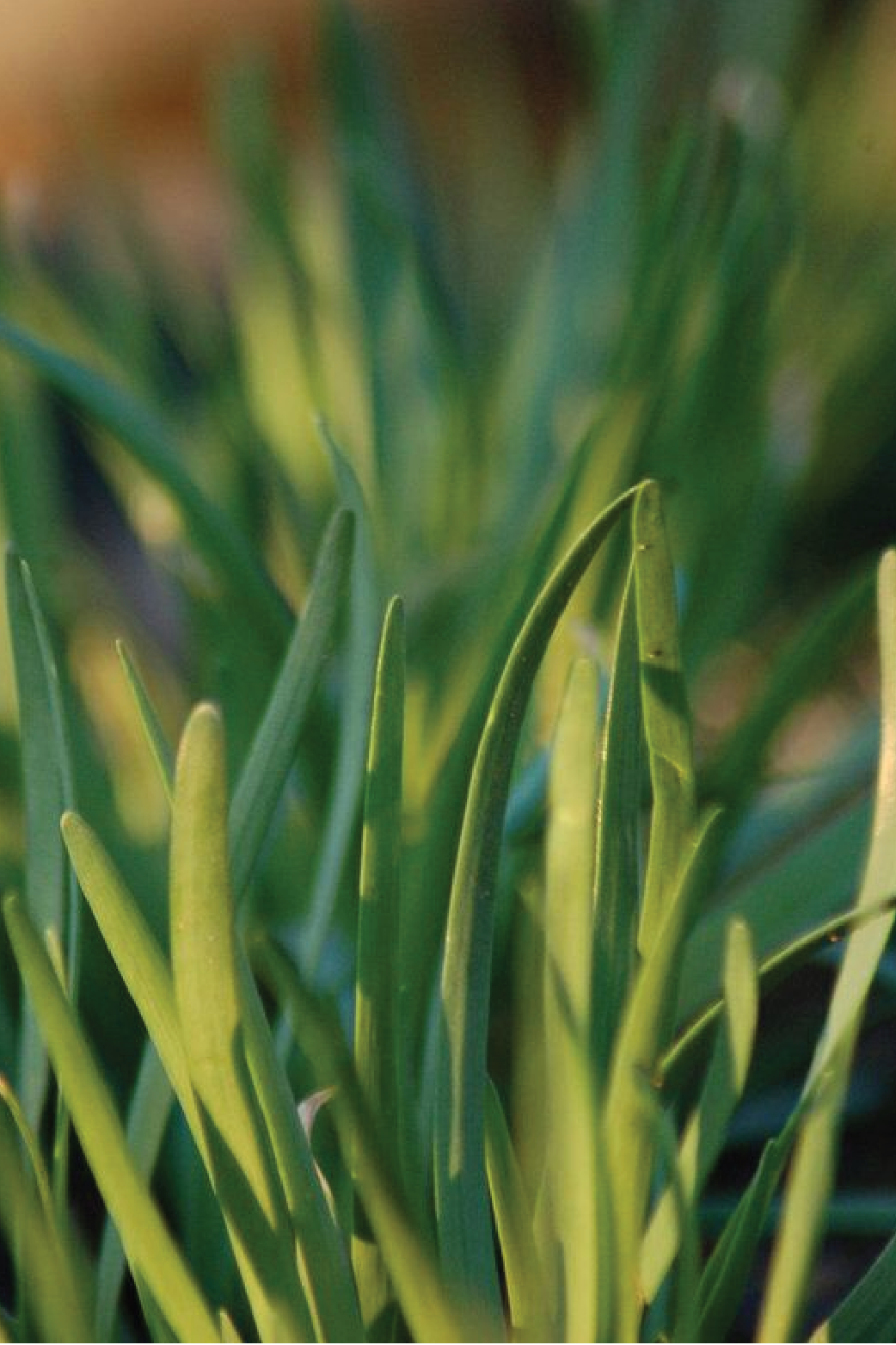 CHIVES SEEDS <br> بذور الثوم المعمر