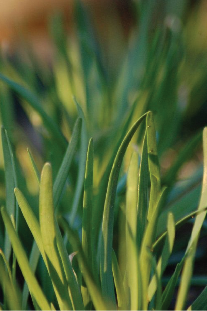 CHIVES SEEDS <br> بذور الثوم المعمر