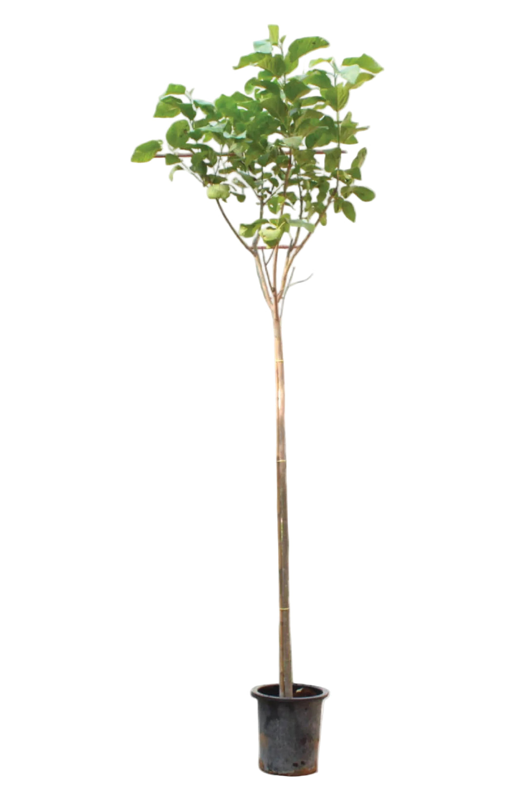 CORDIA SABESTENA TREE