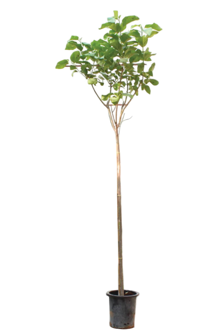 CORDIA SABESTENA TREE