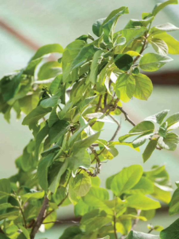 CORDIA SABESTENA TREE