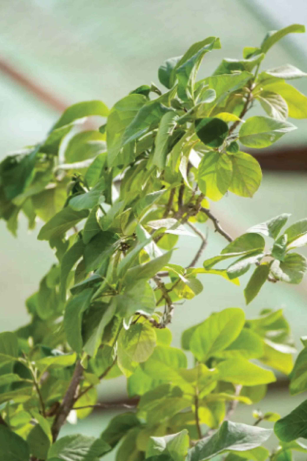 CORDIA SABESTENA TREE