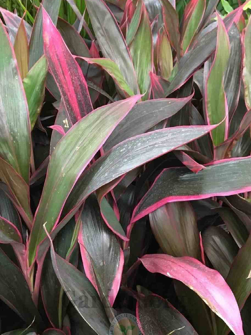 CORDYLINE RUMBA | RUMBA TI PLANT