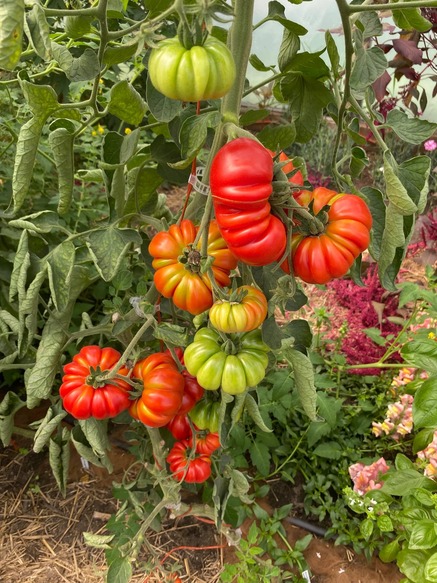 Costoluto Genovese
