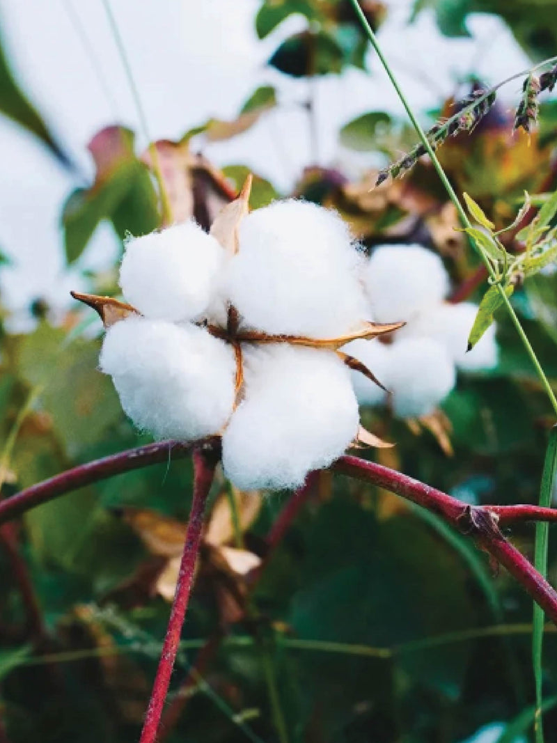 COTTON SEEDS <br>بذور القطن