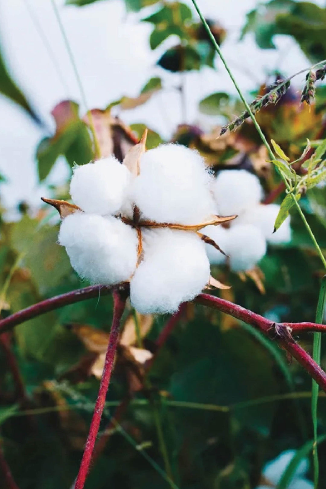 cotton seeds for planting COTTON SEEDS بذور القطن – Plantology Lab Trading
