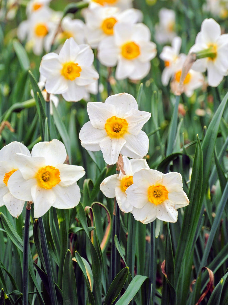 NARCISSUS FLOWER SEEDLING<br>شتلات زهور النرجس