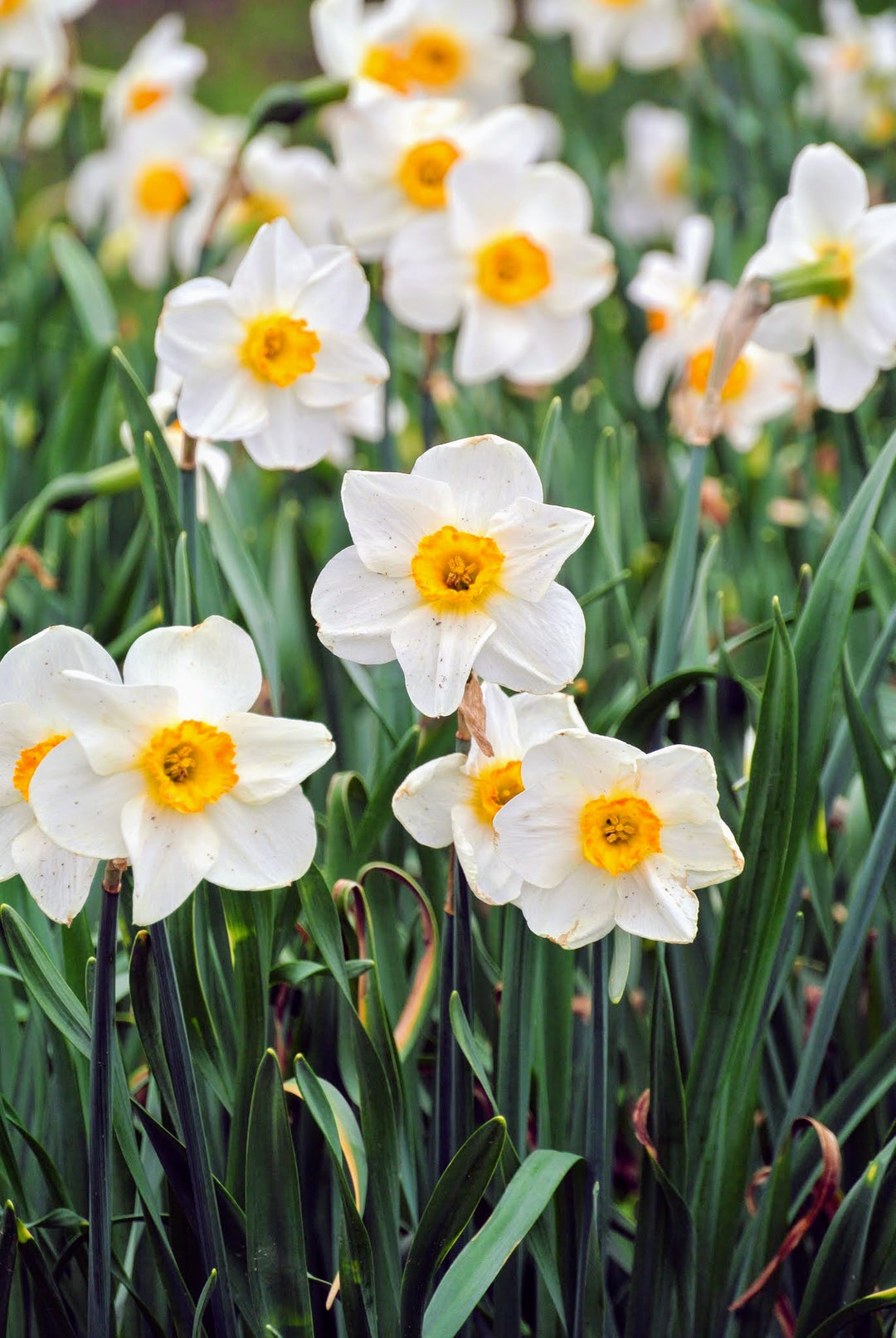 NARCISSUS FLOWER SEEDLING<br>شتلات زهور النرجس