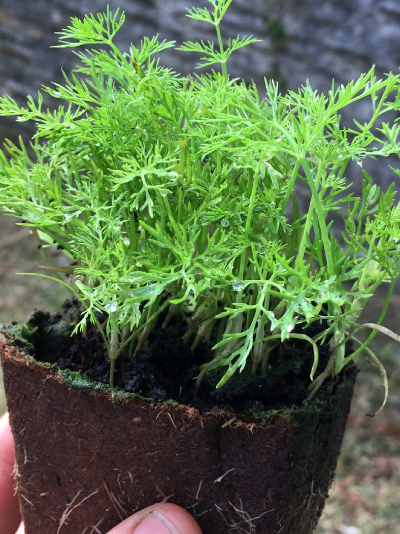 DILL SEEDS <br>بذور الشبت