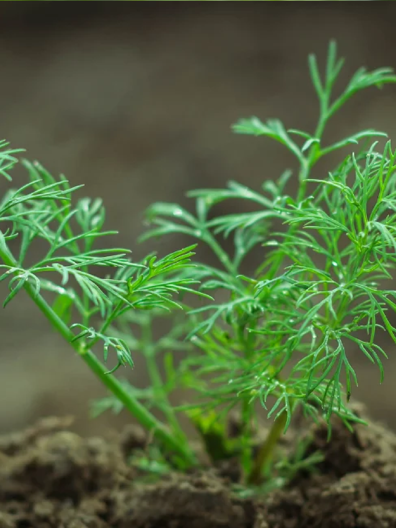 DILL SEEDS <br>بذور الشبت
