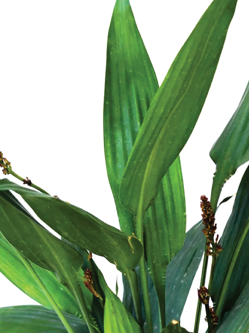 DRACENA AUBRYANA PLANT