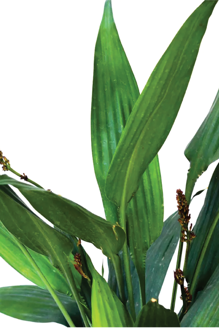 DRACENA AUBRYANA PLANT