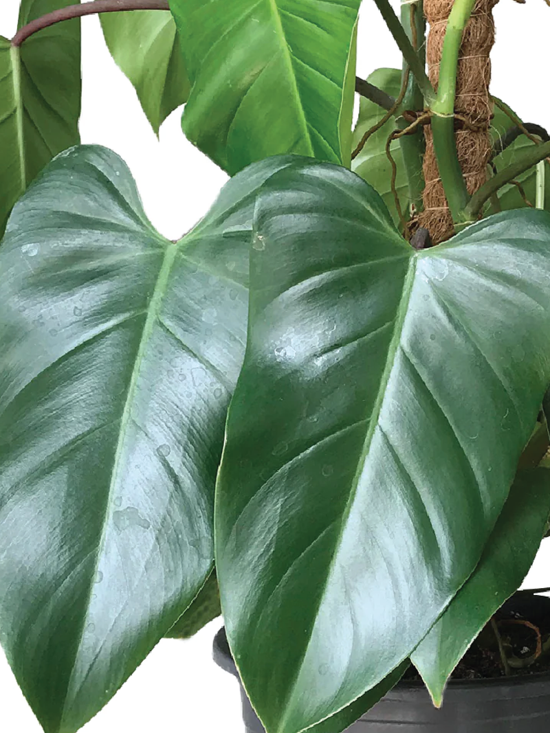 PHILODENDRON RUGOSUM PLANT