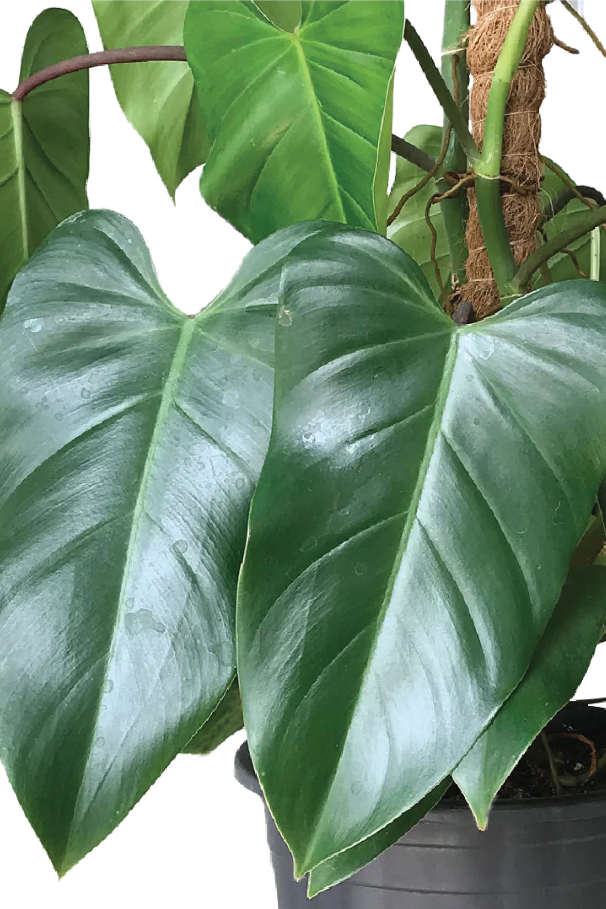 philodendron rugosum types PHILODENDRON RUGOSUM PLANT – Plantology Lab Trading