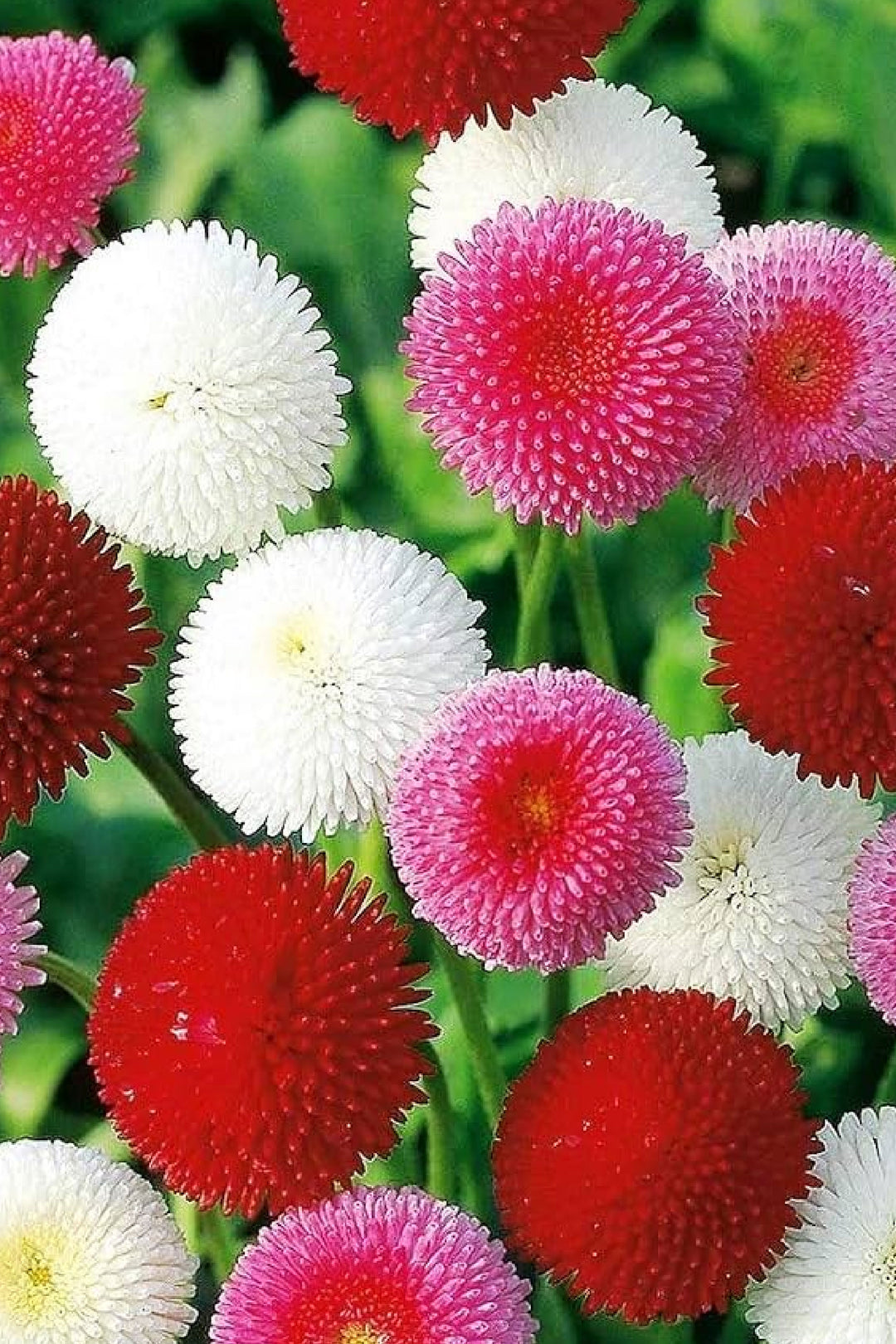 ENGLISH DAISY DOUBLE COLORED SEEDLING