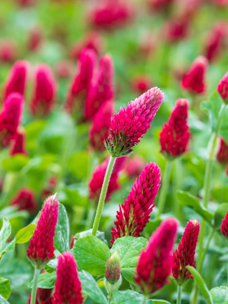CRIMSON CLOVER SEEDS