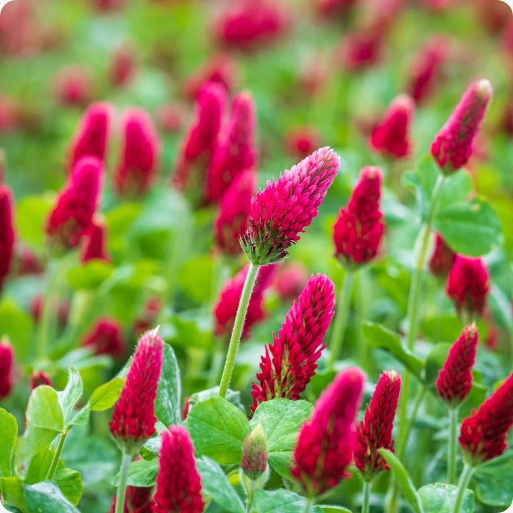 CRIMSON CLOVER SEEDS