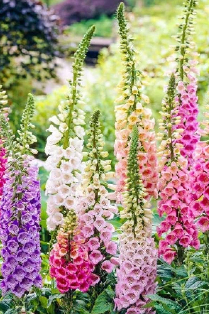 FOXGLOVE MIXED COLORS SEEDLING