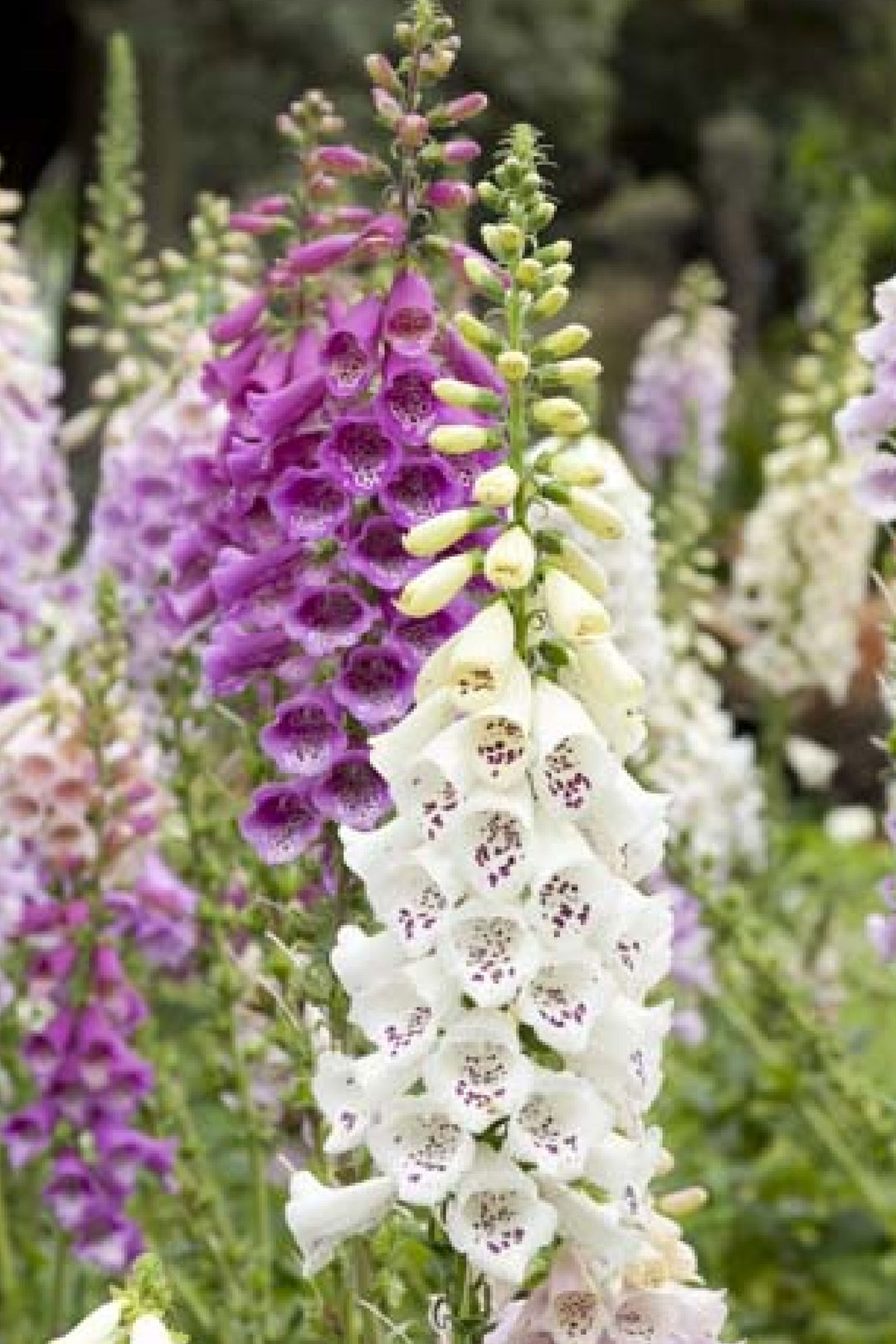 FOXGLOVE MIXED COLORS SEEDLING
