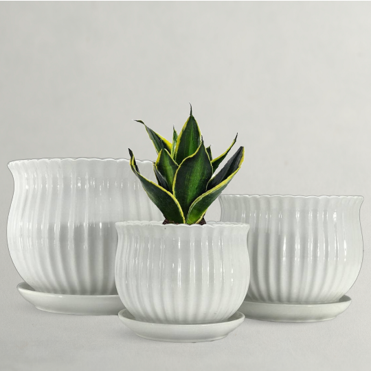 Large Indoor Planters