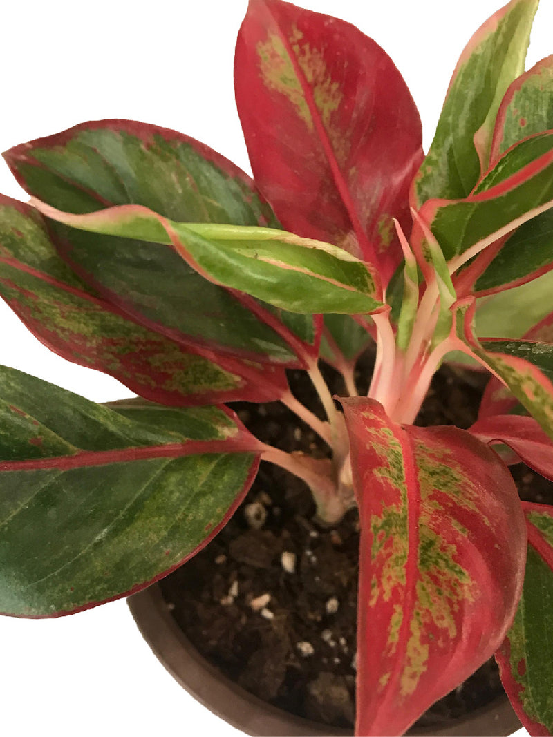 AGLAONEMA RUBY PLANT
