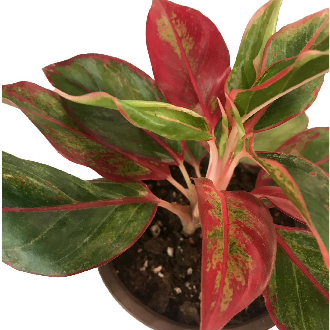 aglaonema firecracker Aglaonema Ruby Plant