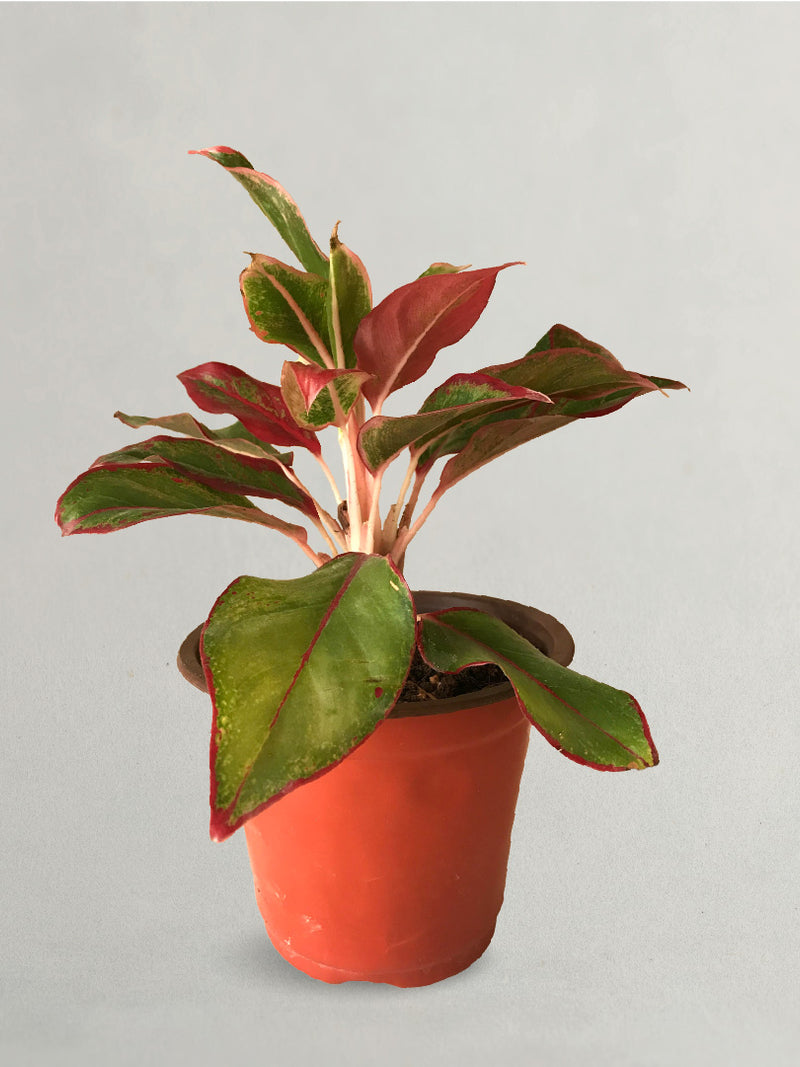 AGLAONEMA RUBY PLANT