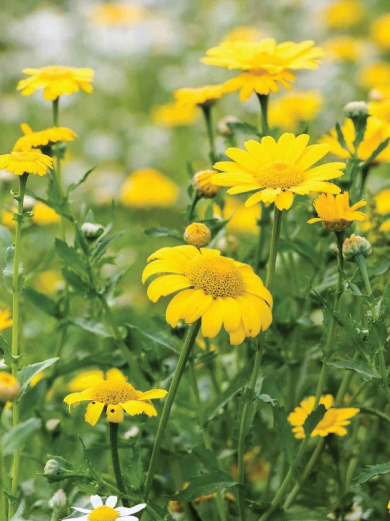 CORN DAISY SEEDLING <br> شتلات الاقحوان كورن ديزي