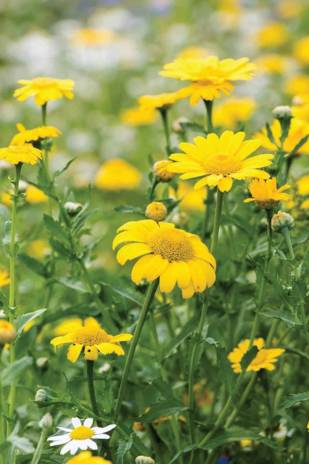 CORN DAISY SEEDLING <br> شتلات الاقحوان كورن ديزي