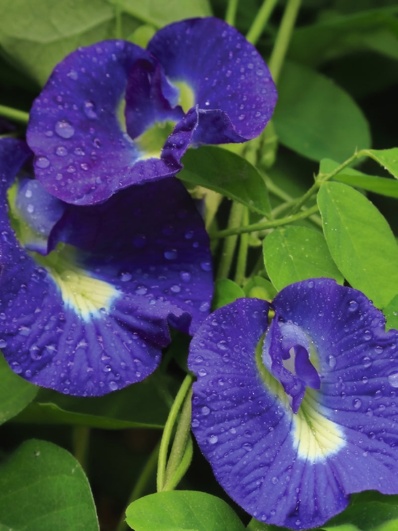 BLUE TEA VINE SEEDS