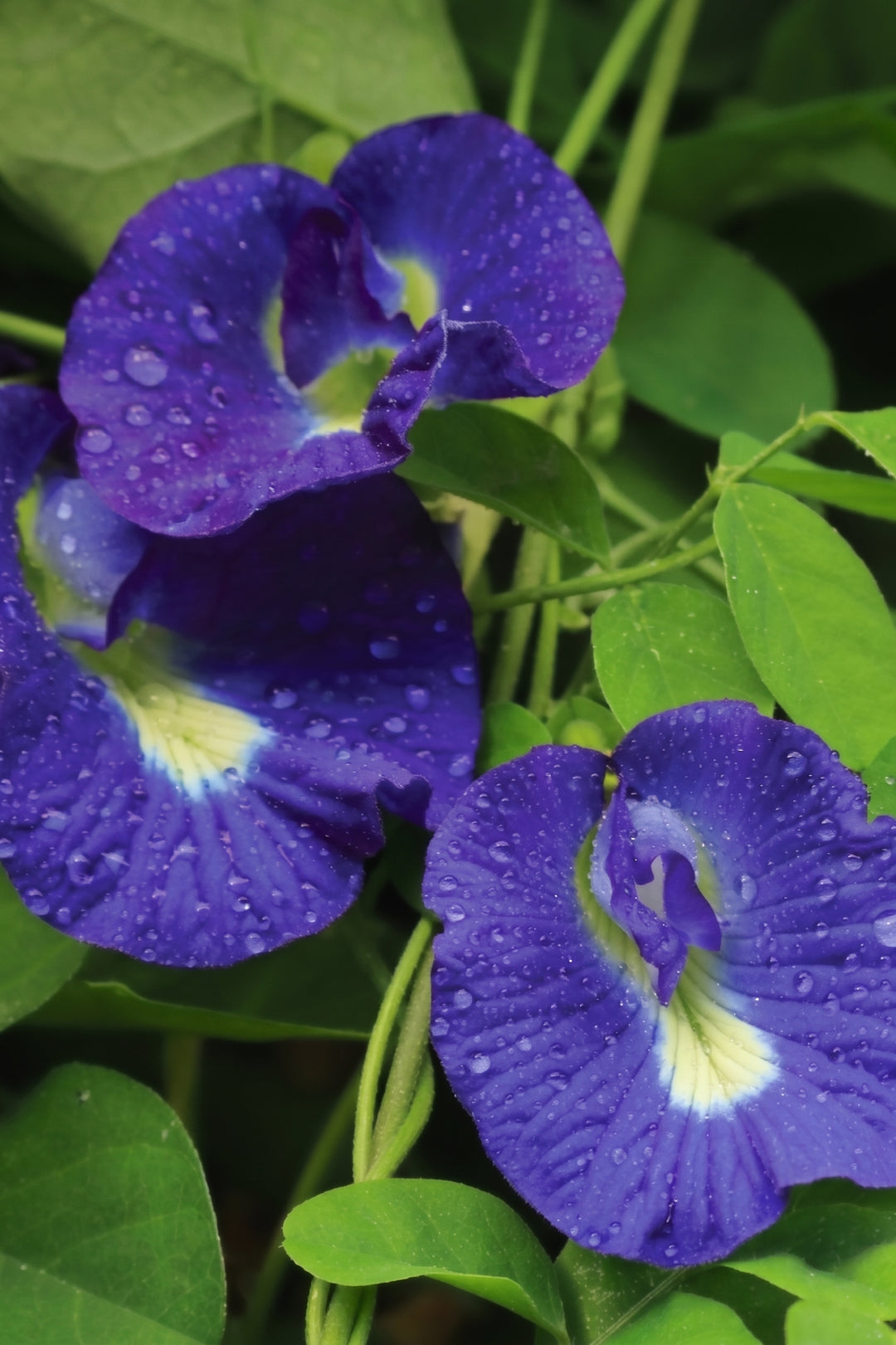 BLUE TEA VINE SEEDS