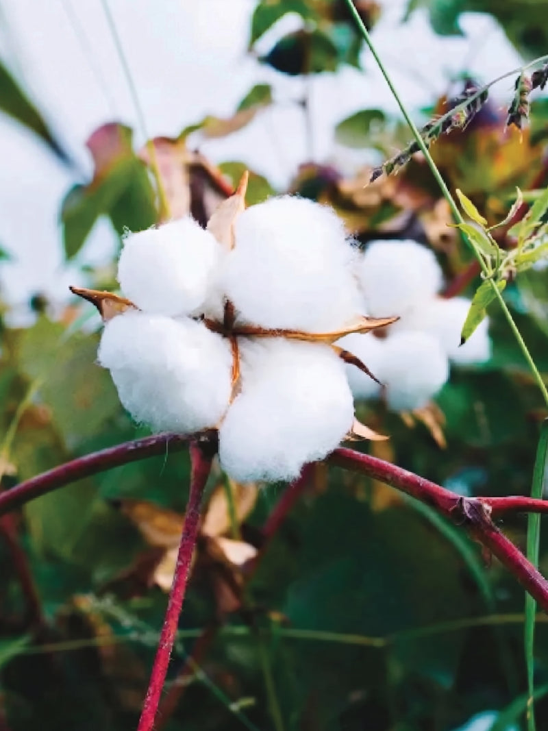 COTTON SEEDS