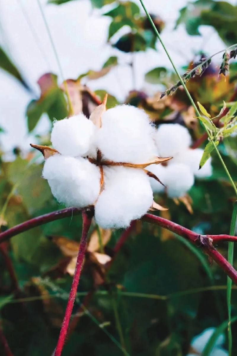COTTON SEEDS