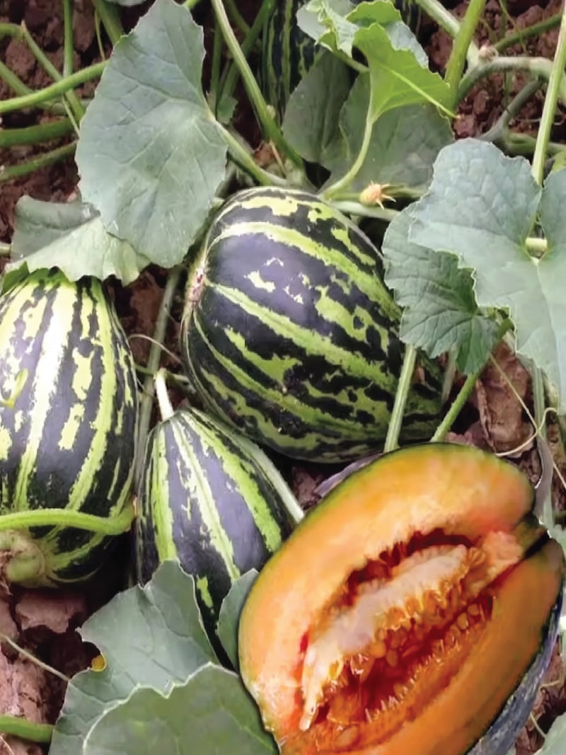 MUSKMELON SEEDS