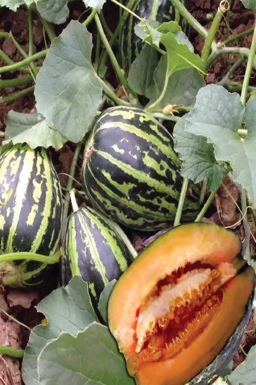 MUSKMELON SEEDS