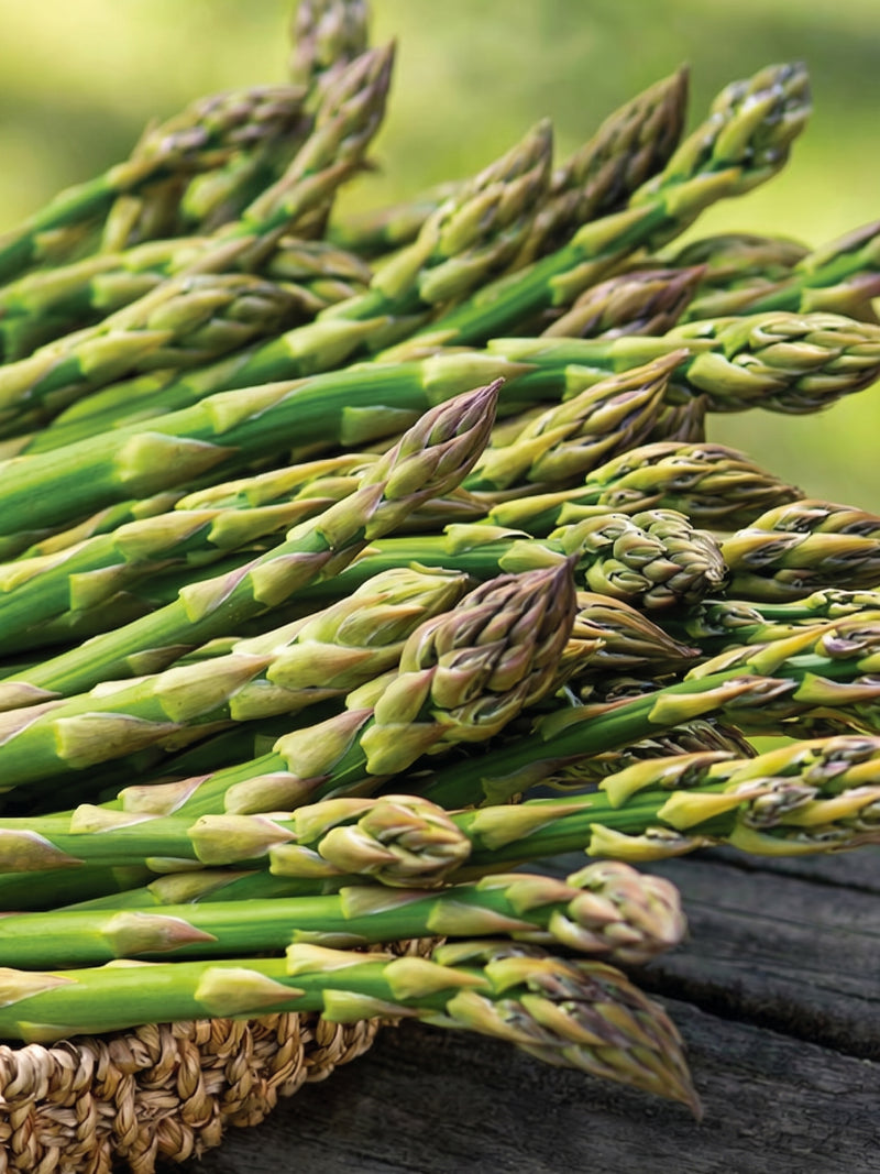 ASPARAGUS SEEDS
