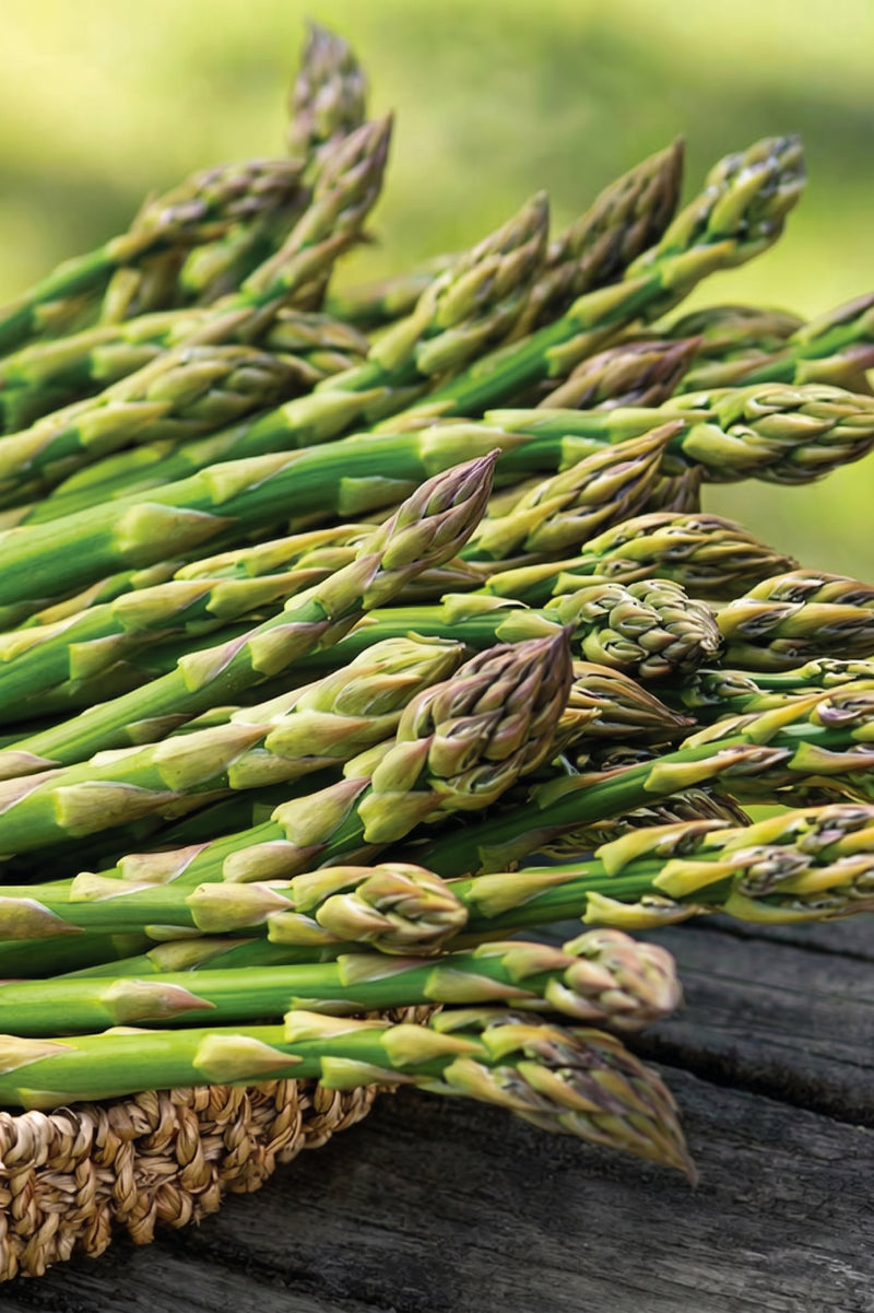 ASPARAGUS SEEDS