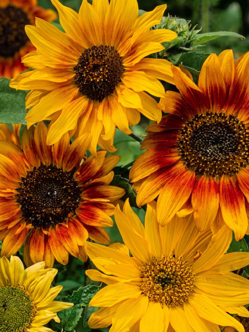 ASSORTED SUNFLOWER SEEDS