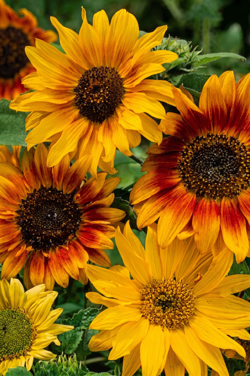 ASSORTED SUNFLOWER SEEDS