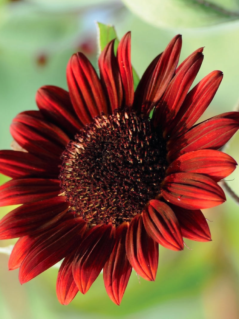 RED SUNFLOWER SEEDS