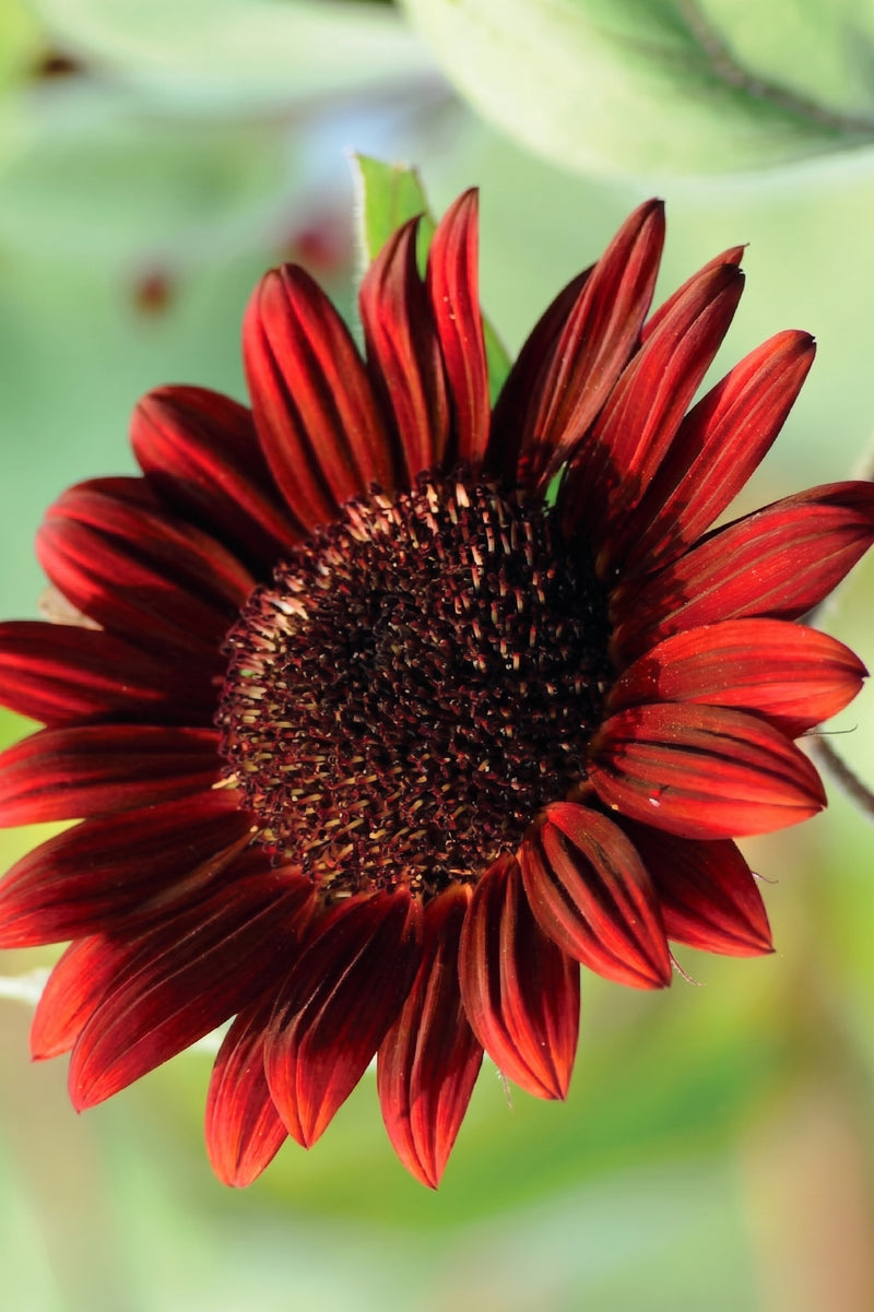 RED SUNFLOWER SEEDS