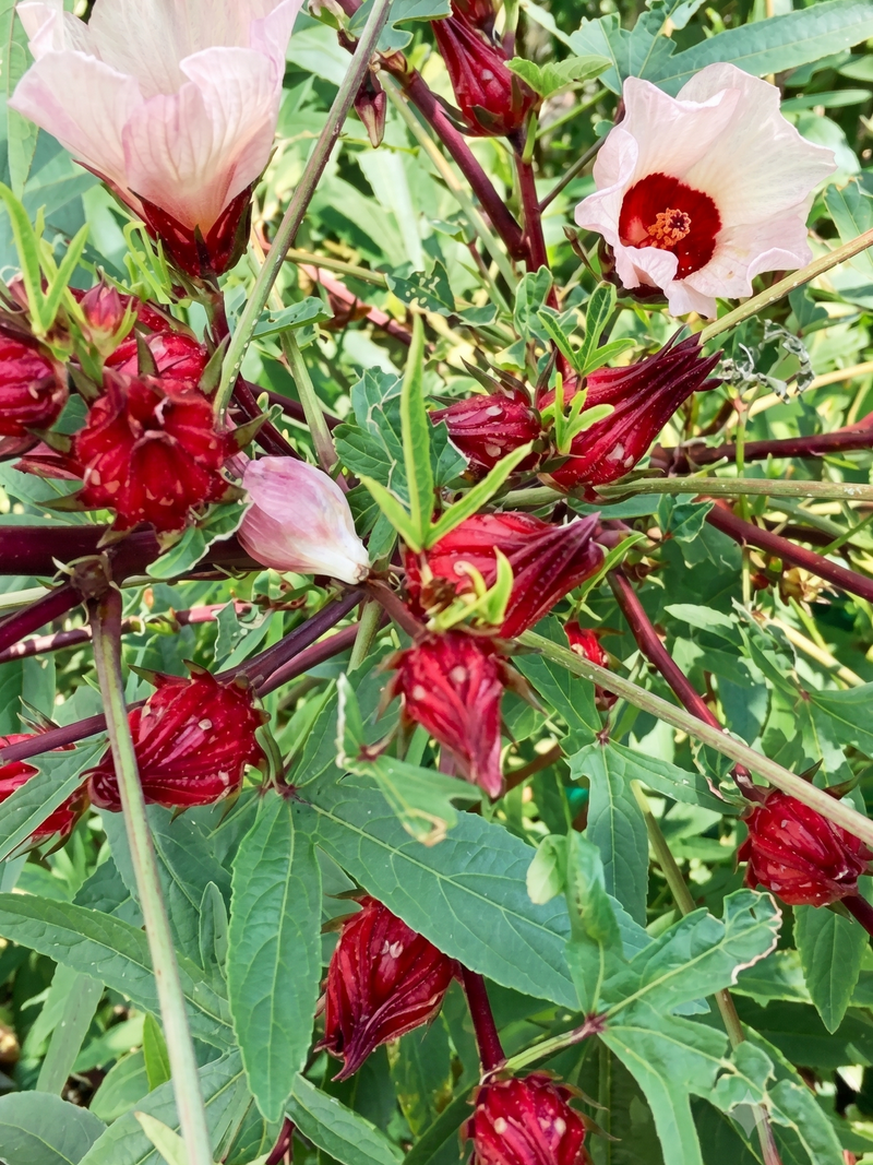 RED HIBISCUS SEEDS