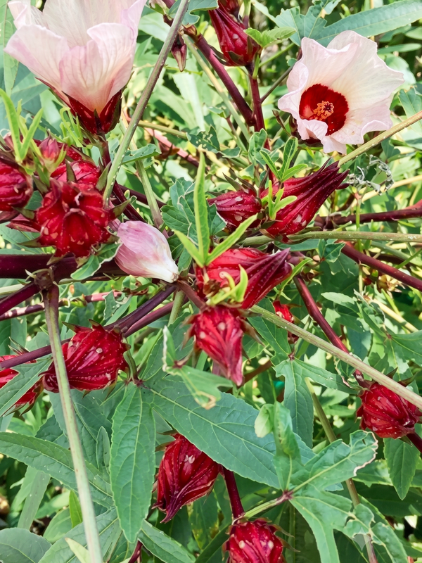ORGANIC RED HIBISCUS SEEDLING