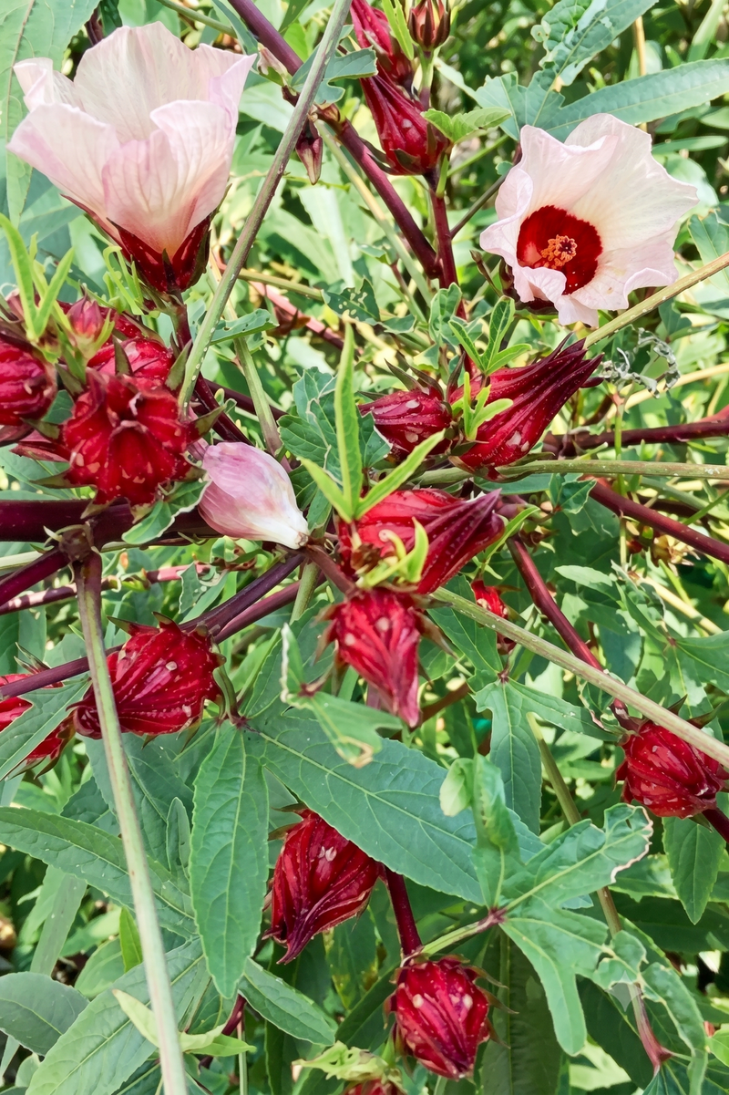 ORGANIC RED HIBISCUS SEEDLING