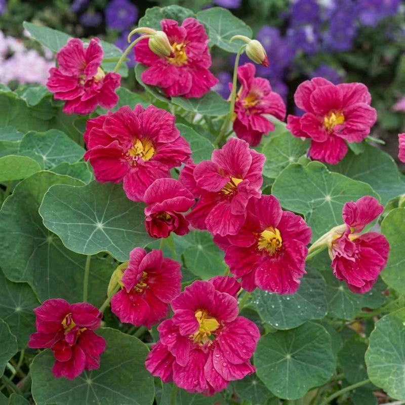 ORGANIC NASTURTIUM CHERRY ROSE SEEDLING