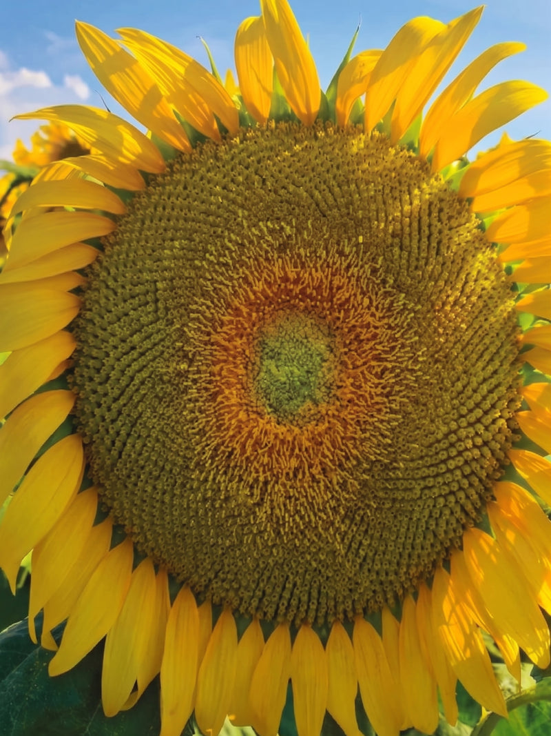 GIANT SUNFLOWER SEEDS
